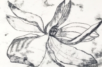 tulipanowiec III, internet.jpg